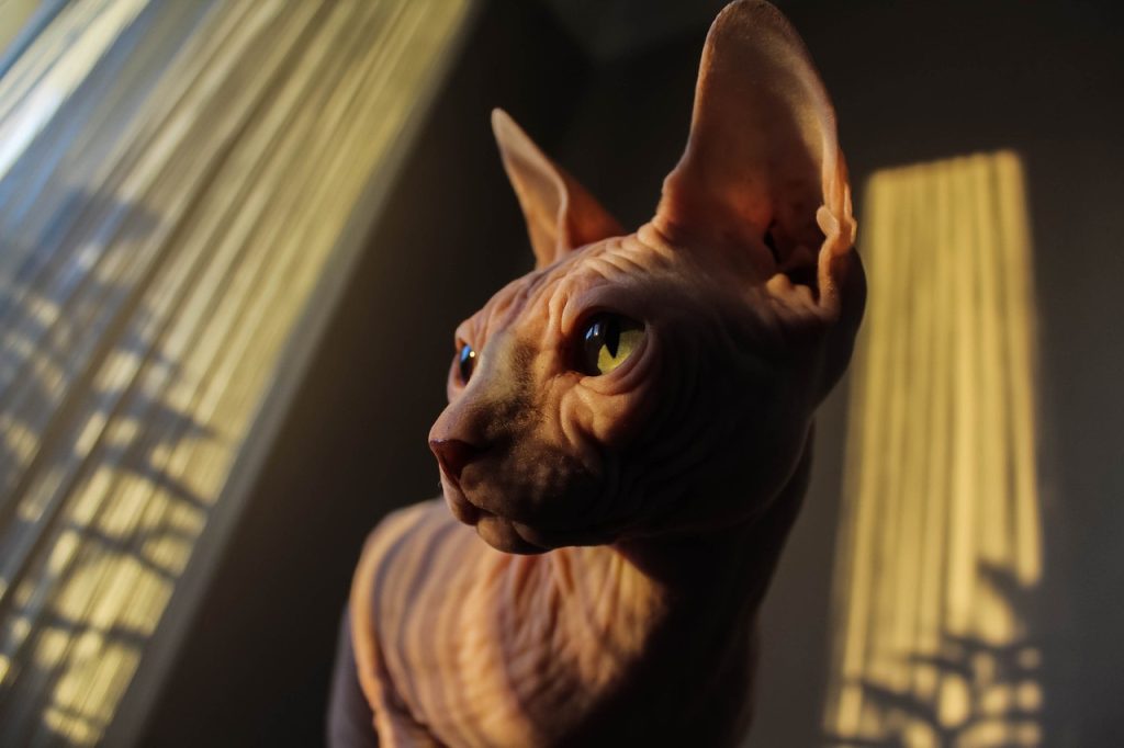 Le sphynx, une race de chat unique